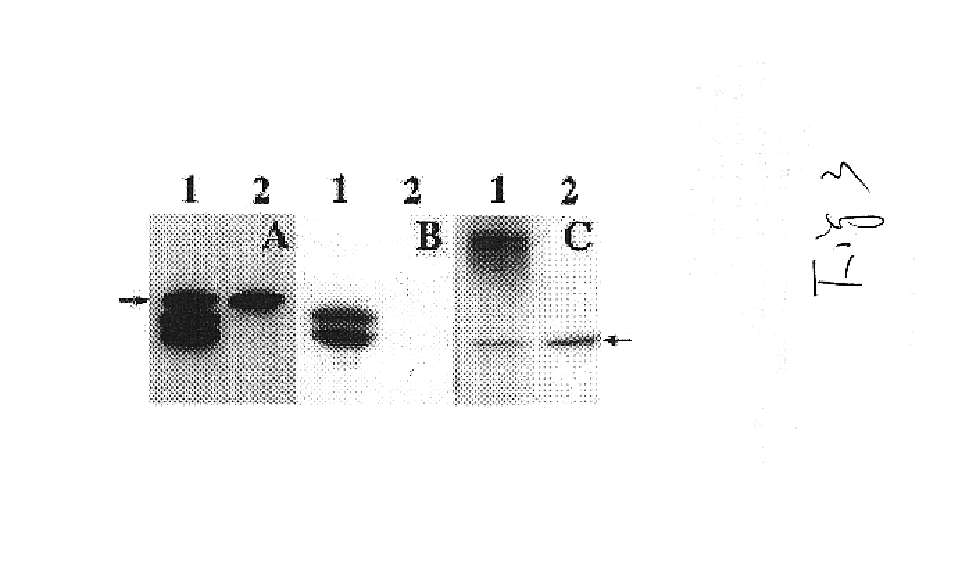 Chimeric protein and method of controlling tumor growth using the protein