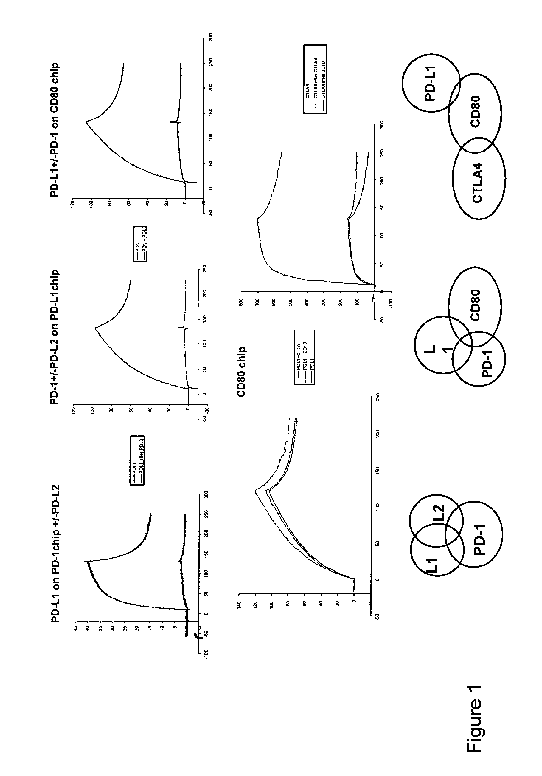 PD-1 antibodies and PD-L1 antibodies and uses thereof