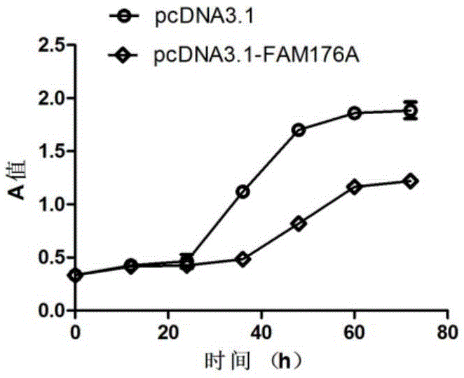 Applications of FAM176A gene in diagnosis and treatment for rectum adenocarcinoma