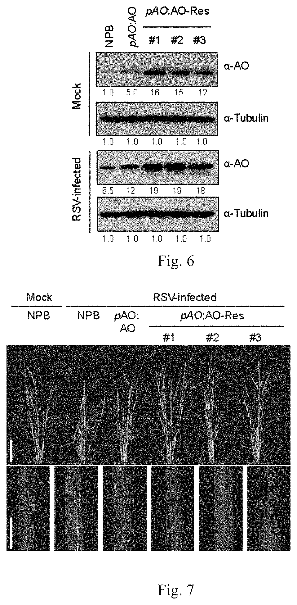 Application of osao gene for improving resistance of rice against rice stripe virus, rice black-streaked dwarf virus, or virus of same family