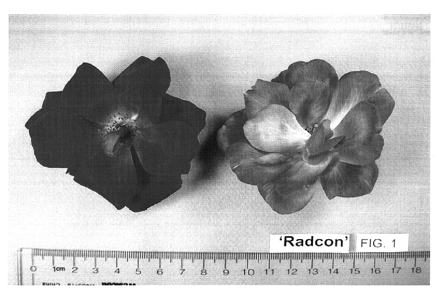 Shrub rose plant named `Radcon`