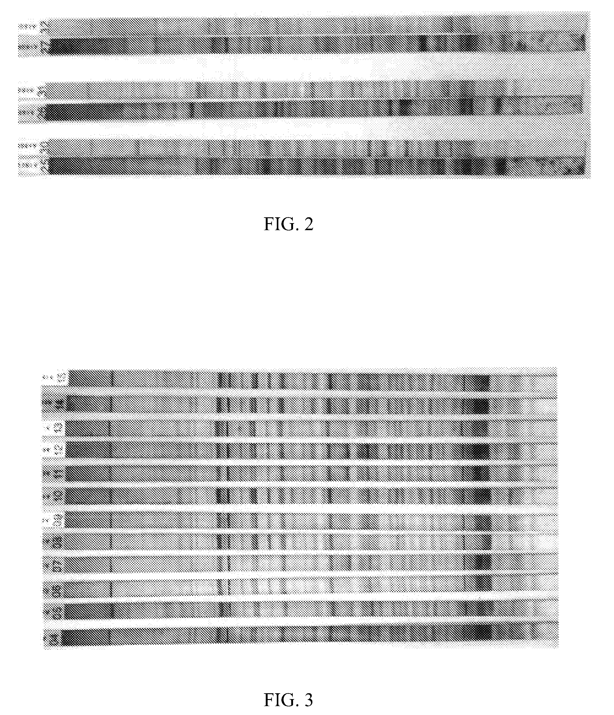 Compositions and methods for combining report antibodies