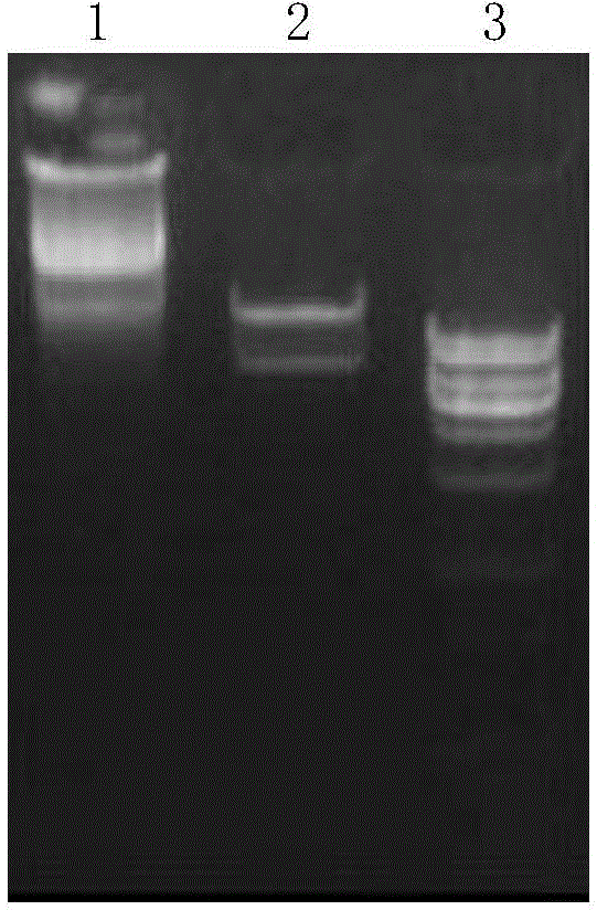 PTerm-SC plasmid as well as construction method and application thereof