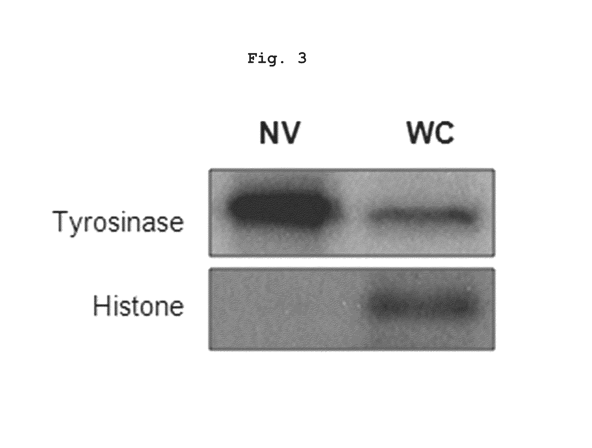 Nano-vehicle derived from tumor tissue, and cancer vaccine using same