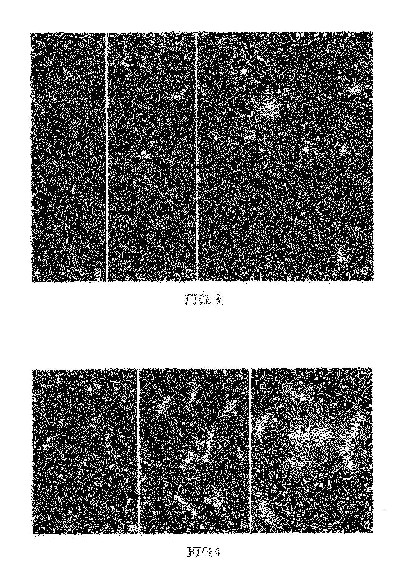 Method for evaluating bacterial cell wall integrity