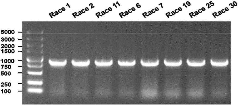 Specific molecular marker primer for identification of phytopthora sojae avirulence gene PsAvr1k and method