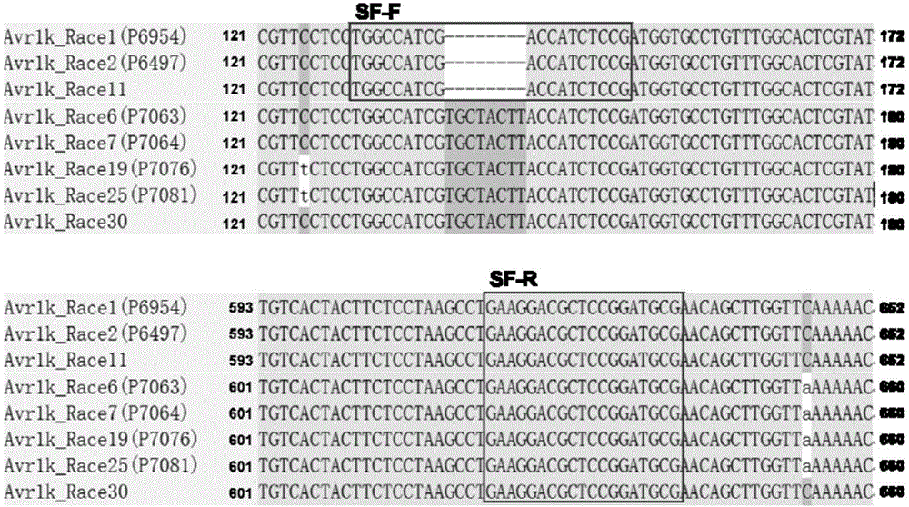 Specific molecular marker primer for identification of phytopthora sojae avirulence gene PsAvr1k and method