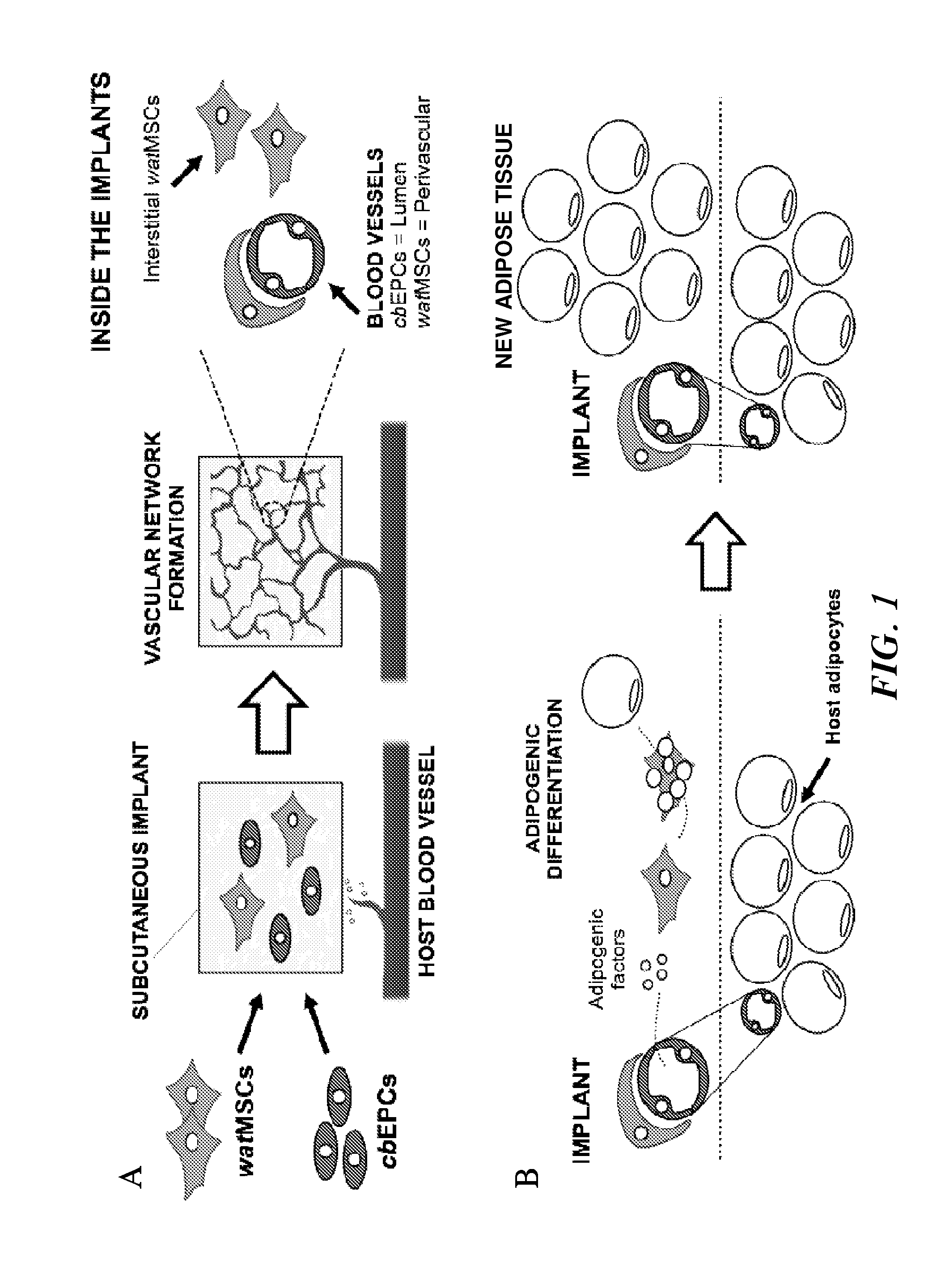 Engineered vascular adipose tissue