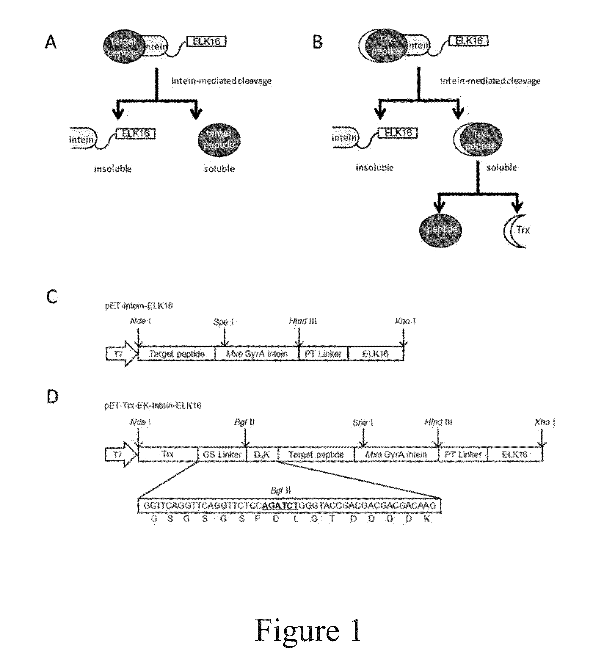 Methods for production and purification of polypeptides