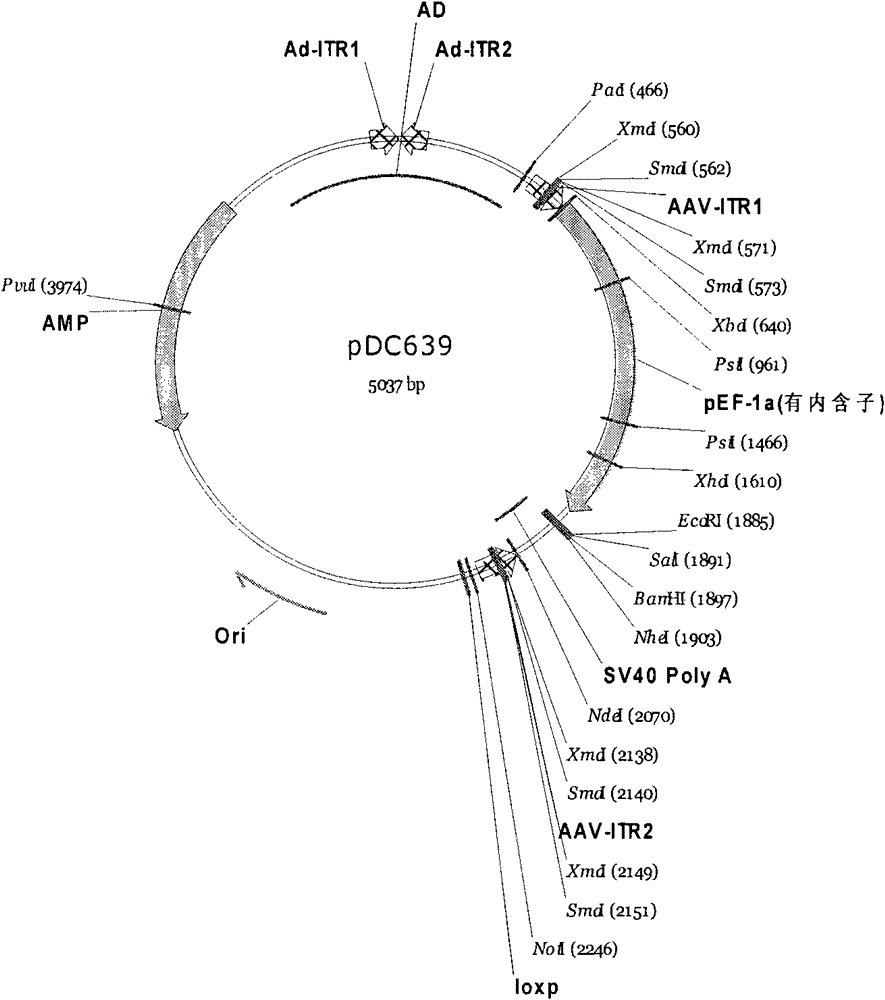 Multifunctional immune killing transgenic cell as well as preparation method and use thereof