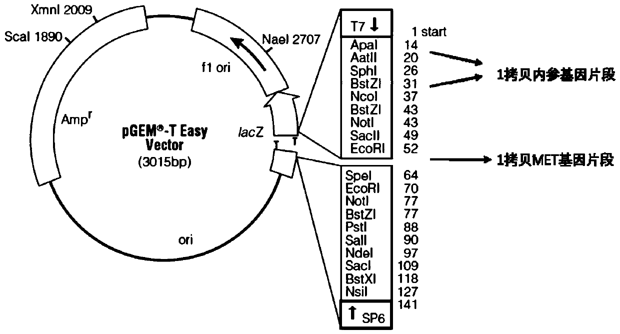 Primer, system and kit for MET gene amplification detection