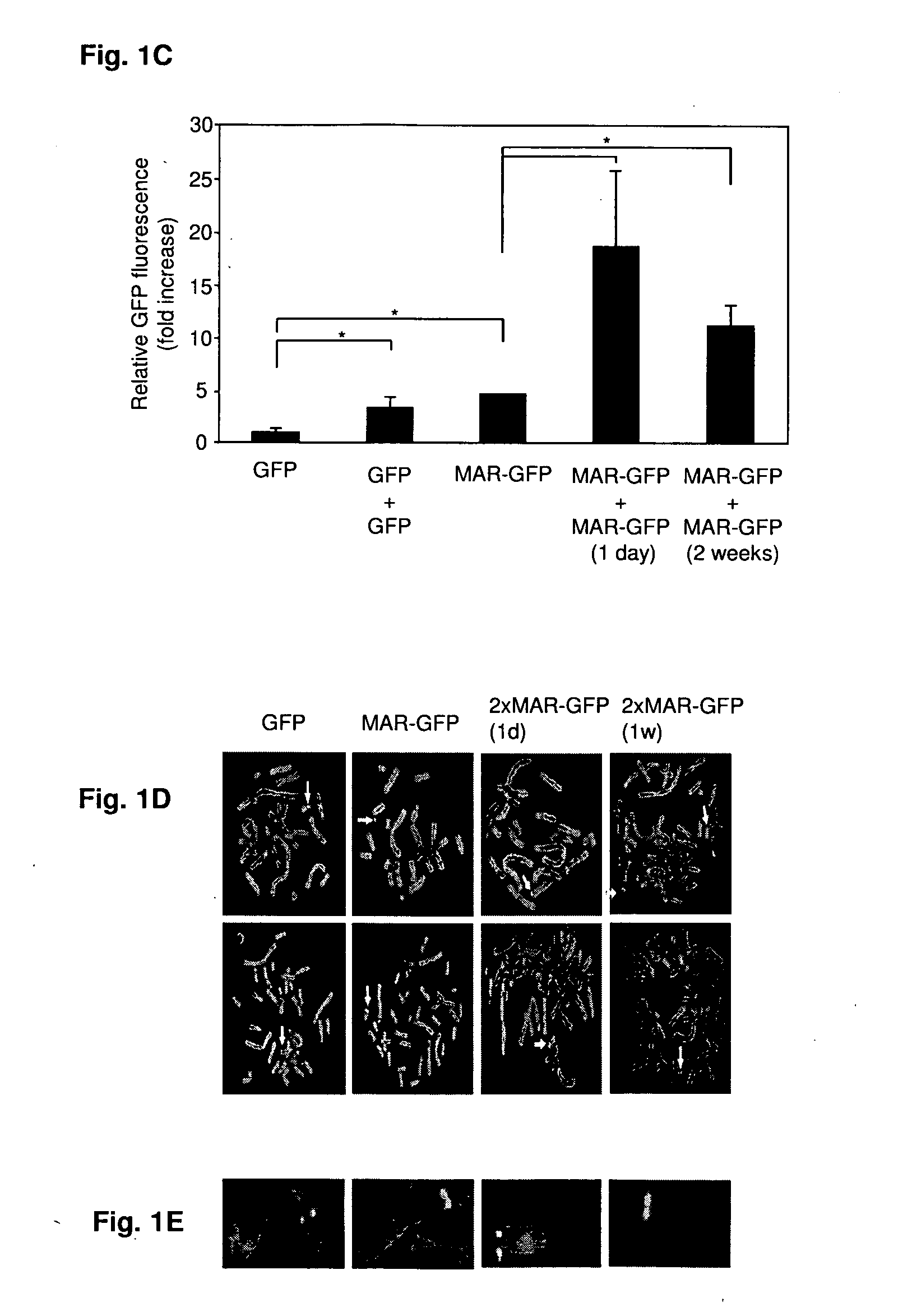 Products and methods for enhanced transgene expression and processing