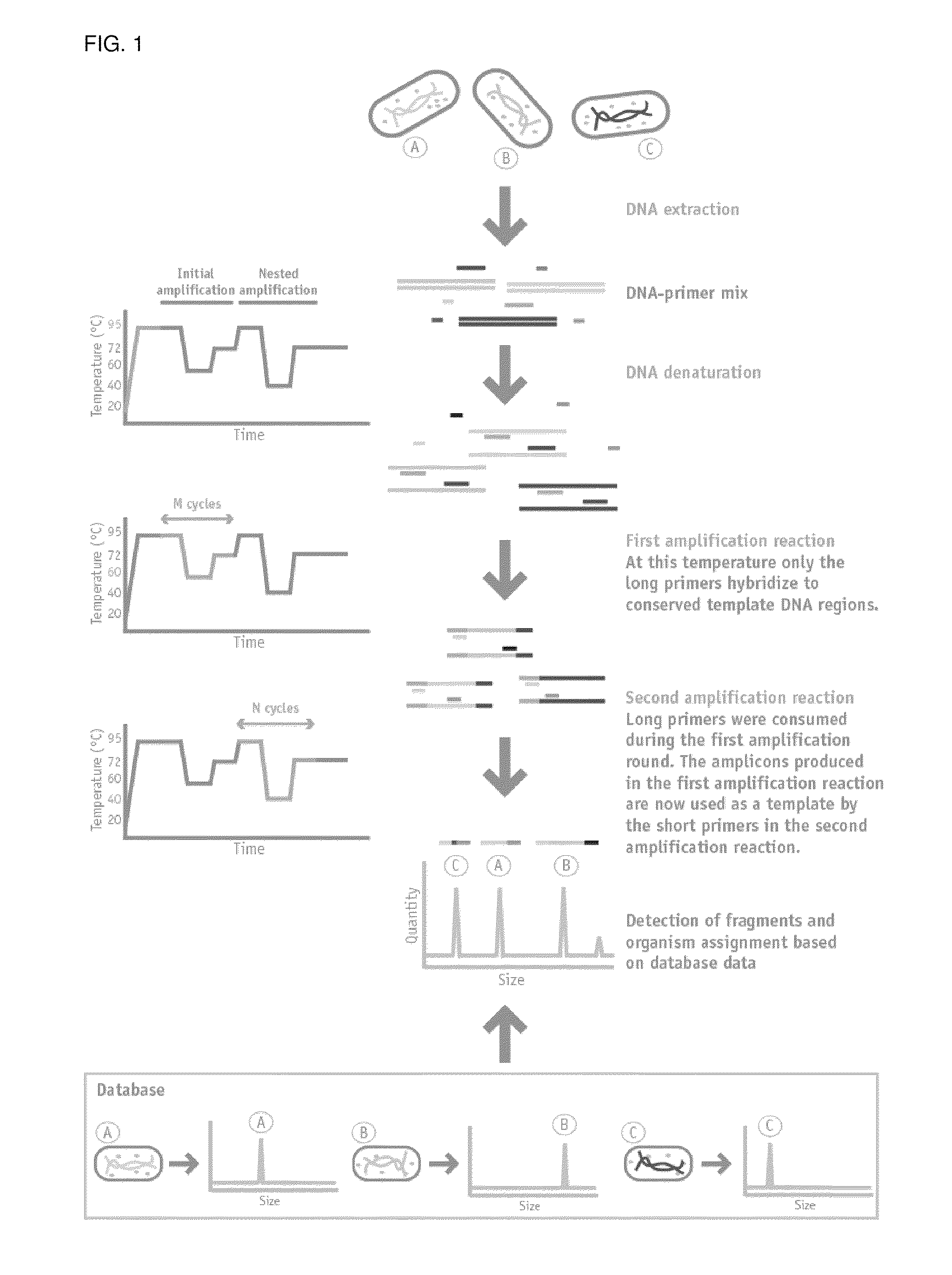 Nested Multiplex Amplification Method for Identification of Multiple Biological Entities