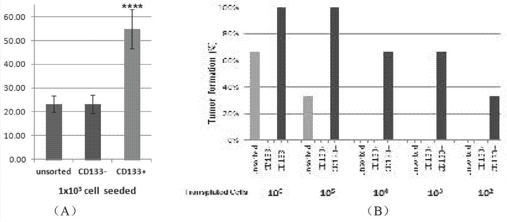 Animal model establishment method of human primary skin squamous epithelial cell cancer stem cell