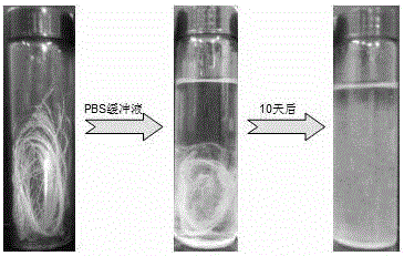 An Absorbable Antimicrobial Seaweed Fiber