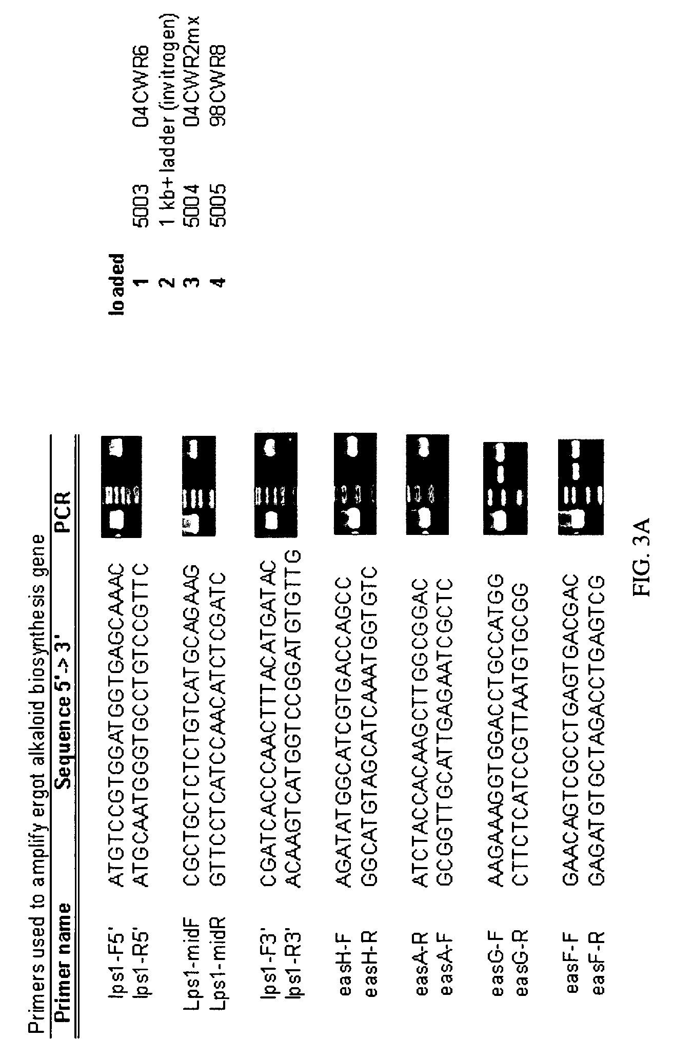 Fungal endophytes of <i>Elymus canadensis </i>