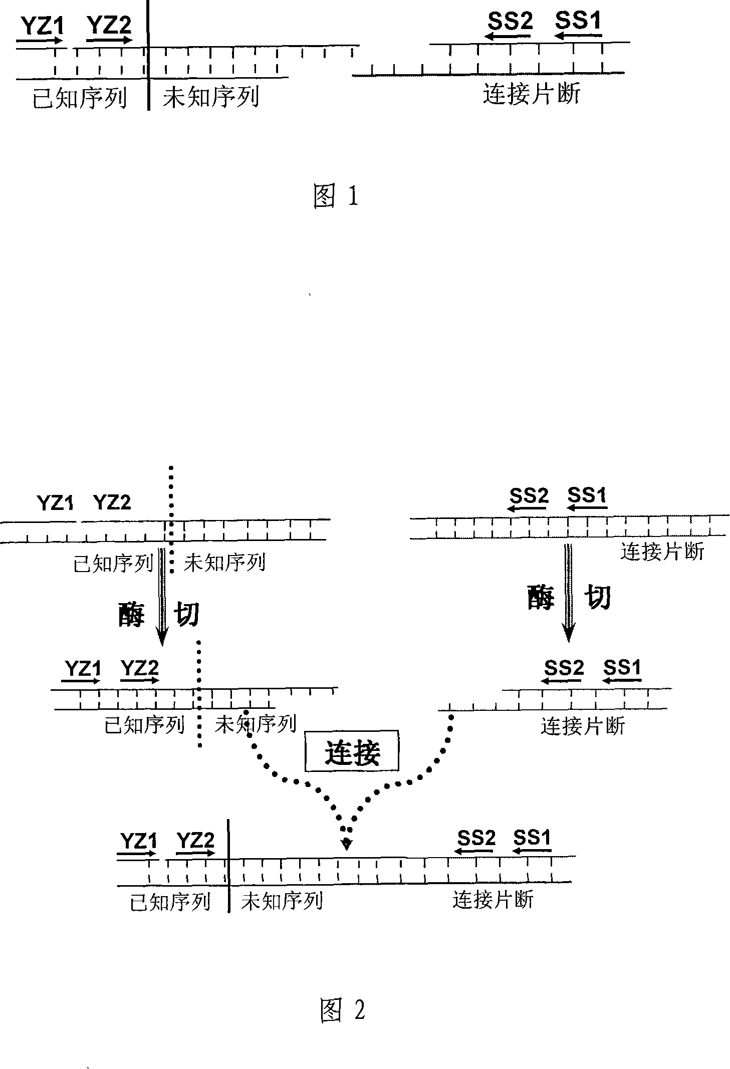 Connection fragment PCR detecting method for appraising unknown gene sequence