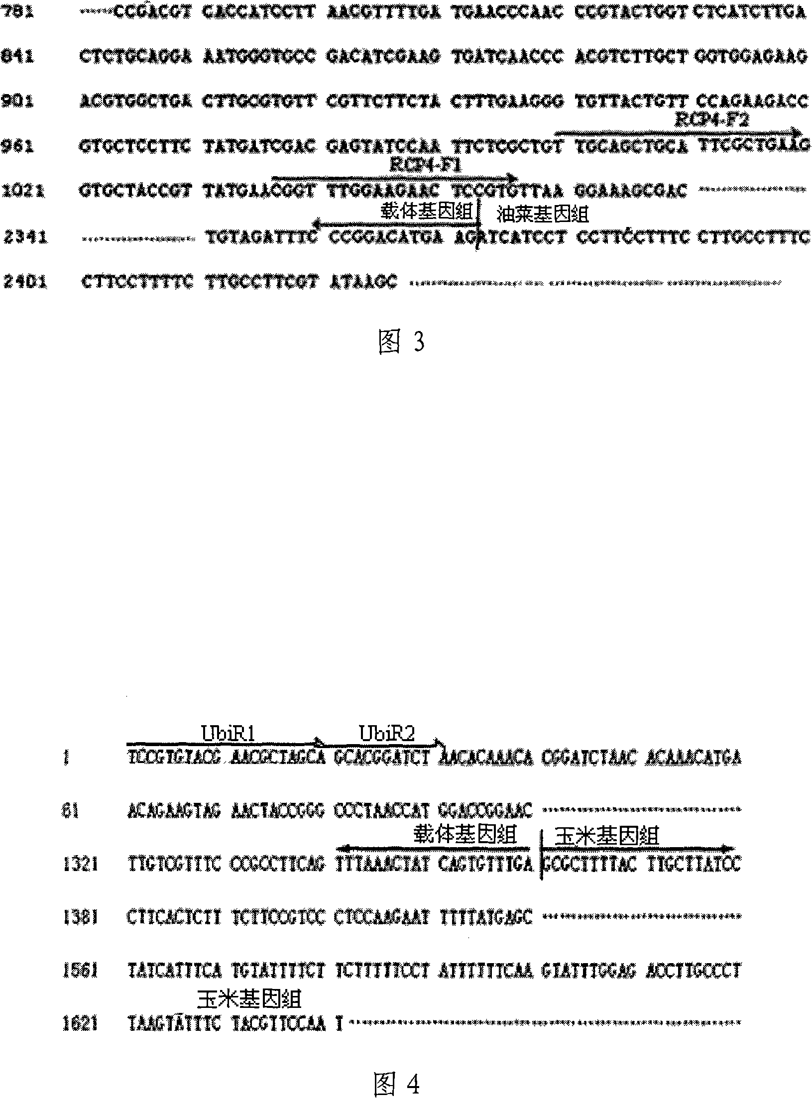 Connection fragment PCR detecting method for appraising unknown gene sequence