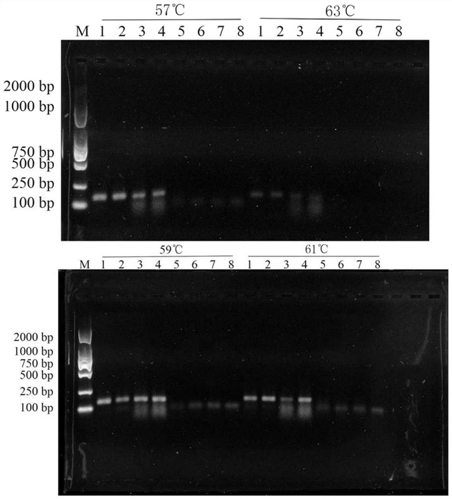 Primer combination for PCR (Polymerase Chain Reaction) identification of zaocys dhumnade medicinal material, standard decoction and traditional Chinese medicine formula granules as well as application and identification method of primer combination