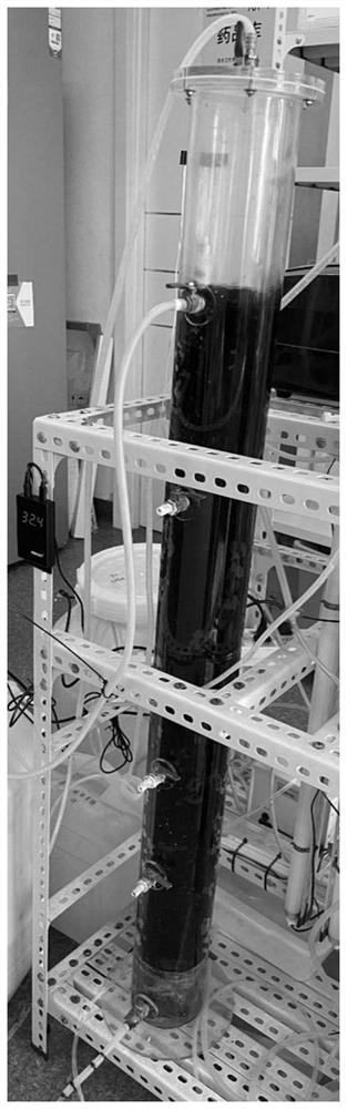 Construction method and application of phycomycete symbiotic denitrification biological filter