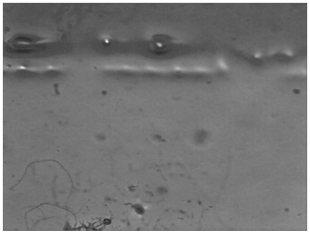 A kind of elemental sulfur-terpene copolymer/epoxy resin composition with self-healing properties and preparation method thereof