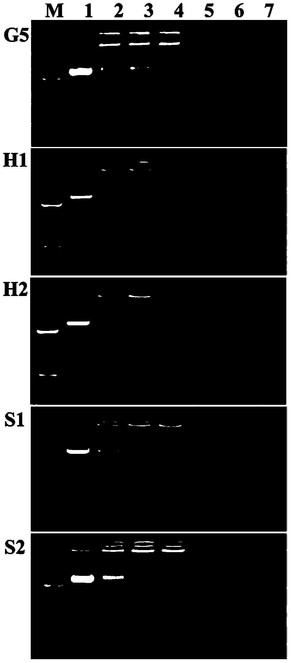 Method for gene transfection by utilizing PEG (polyethylene glycol) functionalized PAMAM (poly(amidoamine)) dendrimer carrier encapsulating gold nanoparticles