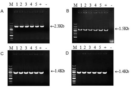 Preparation method of ginsenoside F1