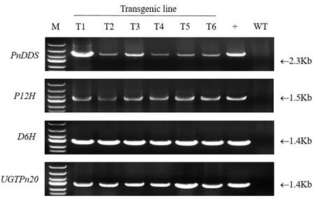 Preparation method of ginsenoside F1