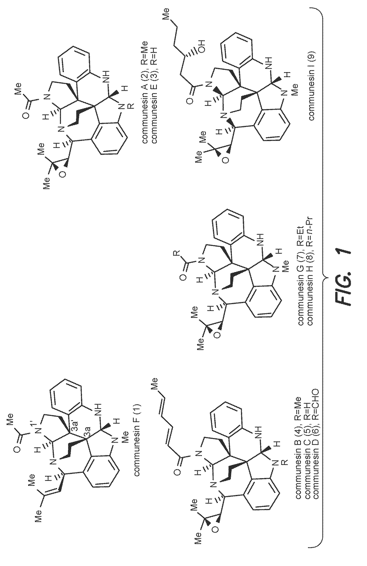 Convergent and enantioselective total synthesis of communesin analogs