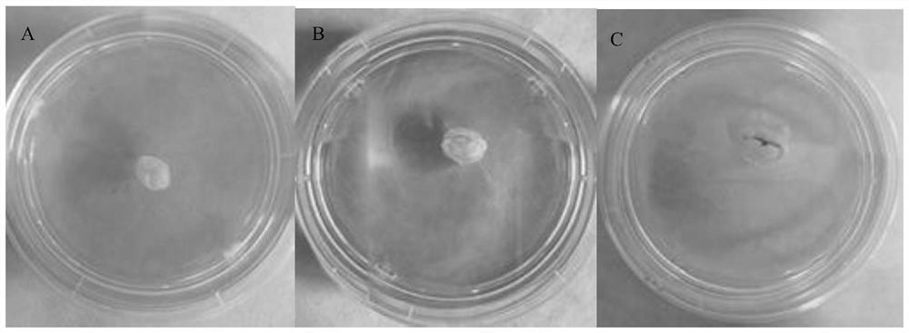 A method for cultivating ginseng stem cells using a bioreactor