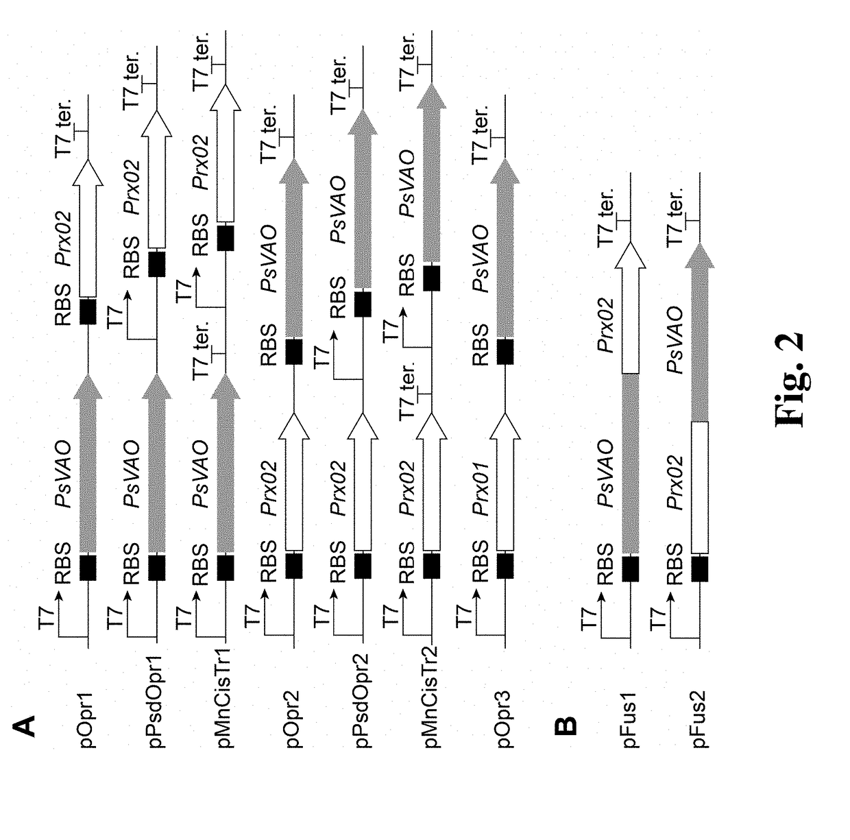 Method for High-efficiency Production of Pinoresinol Using an H2O2 Auto-scavenging Cascade