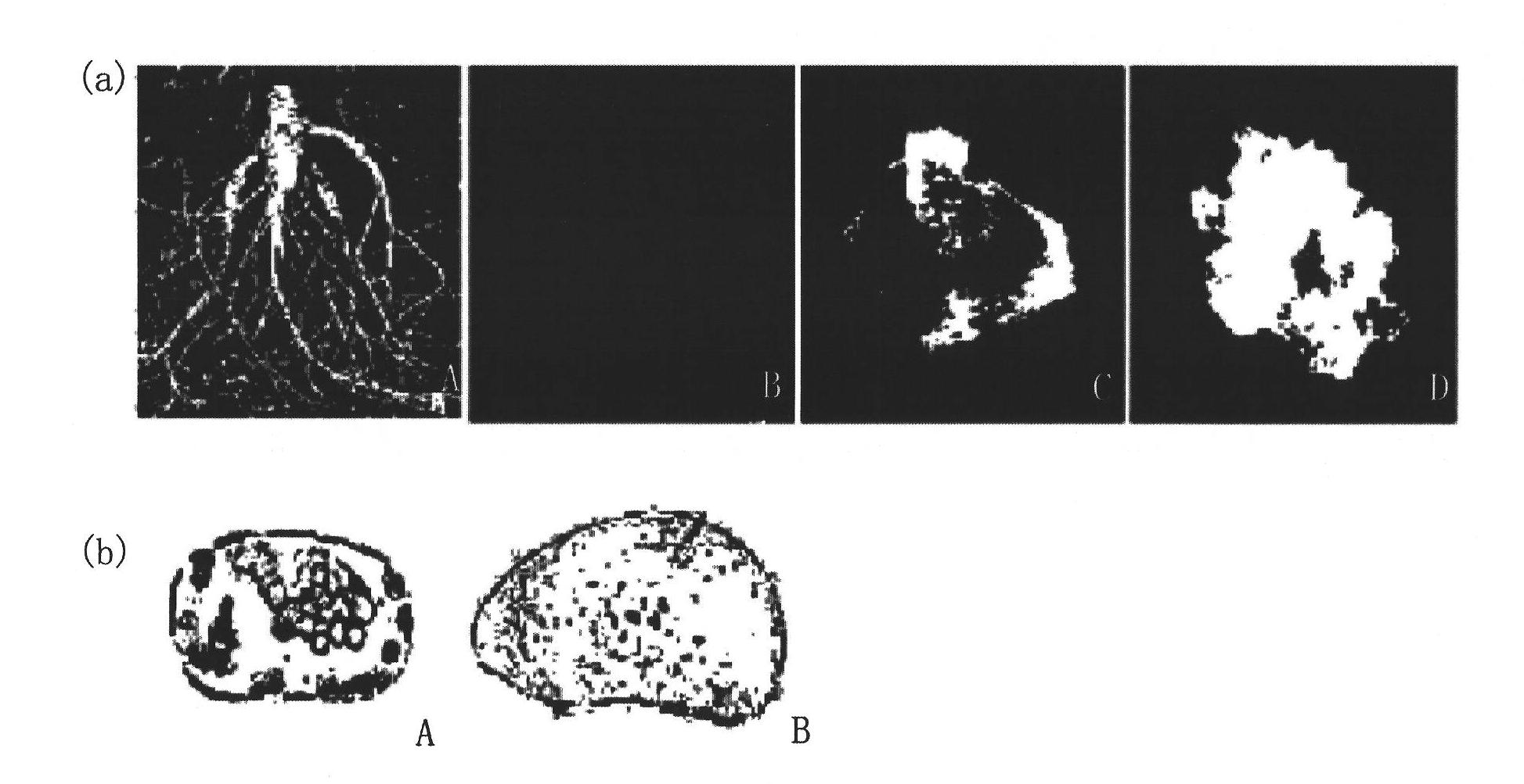 Composition for enhancing immunity containing plant stem cell line derived from cambium of panax ginseng including wild ginseng or ginseng as active ingredient