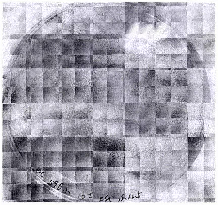 Nostoc high-efficiency cracking phycophage YongM and application thereof