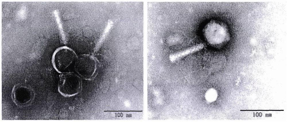 Nostoc high-efficiency cracking phycophage YongM and application thereof