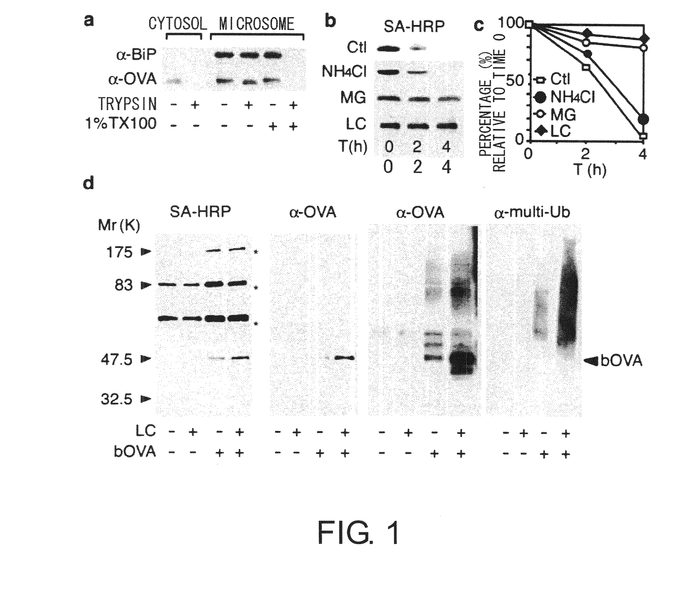 Methods for Selecting Proteins that are Readily Presented as Antigens on Dendritic Cells