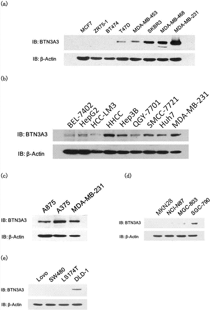 Tumor treatment targets and applications thereof