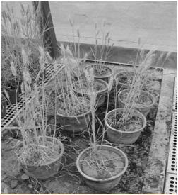 A Method for Indoor Identification of Cold Resistance of Wheat