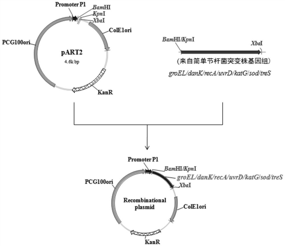 Mutant strains and engineering bacteria of Arthrobacter simplex with stress tolerance