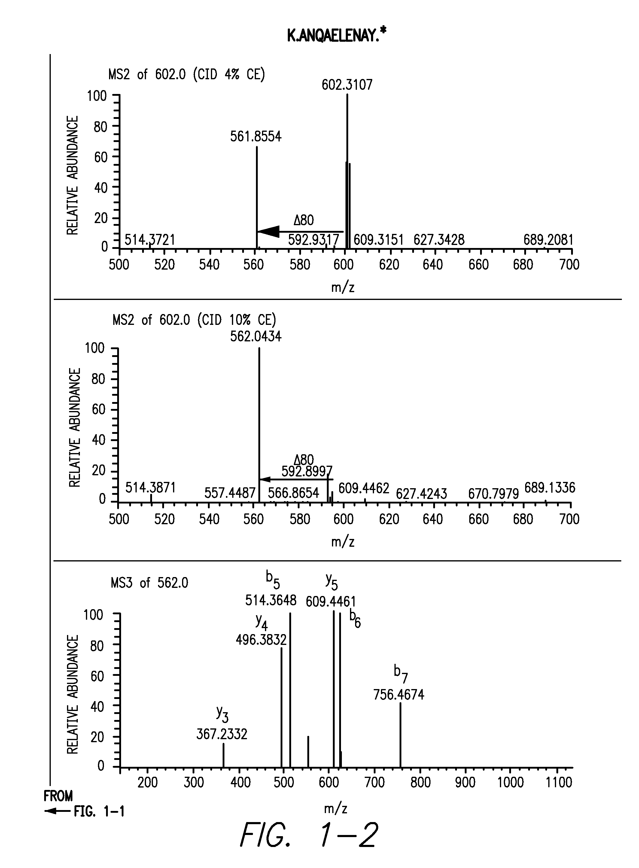 Sulfation of wnt pathway proteins