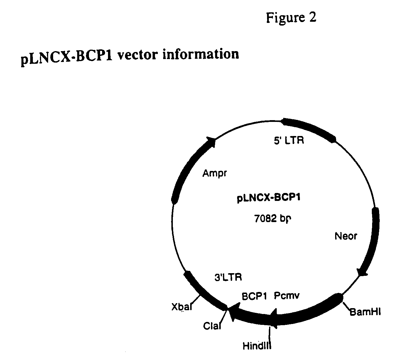 Method of monitoring a biological system by labeling with an apo metal binding protein