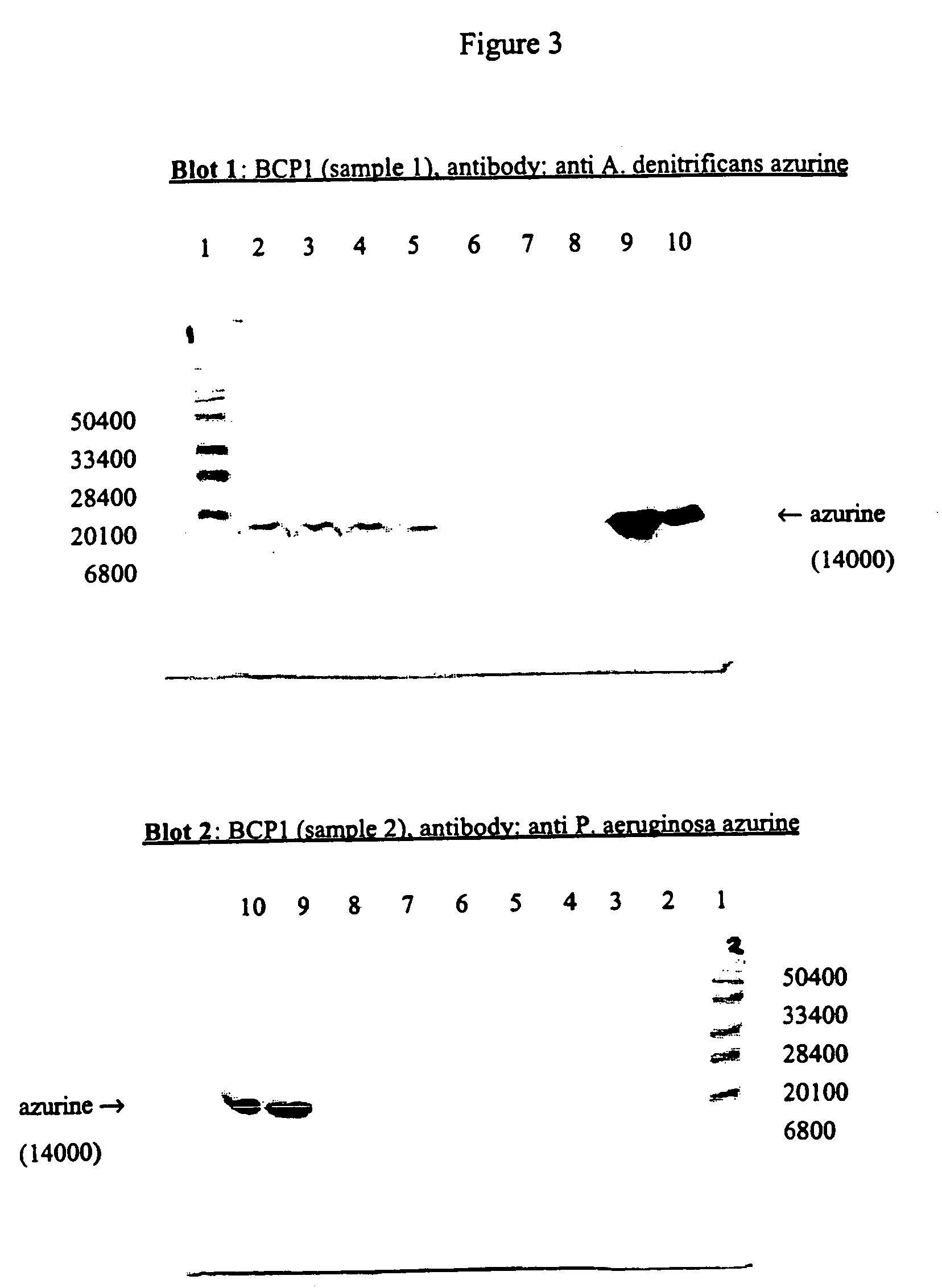 Method of monitoring a biological system by labeling with an apo metal binding protein