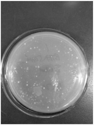 Benzene series degradation bacteria FB1, as well as screening method thereof, and application in degradation of the benzene series