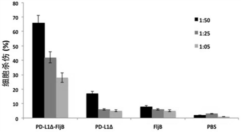 Anti-immune checkpoint PD-L1 and PD-L2 tumor vaccines