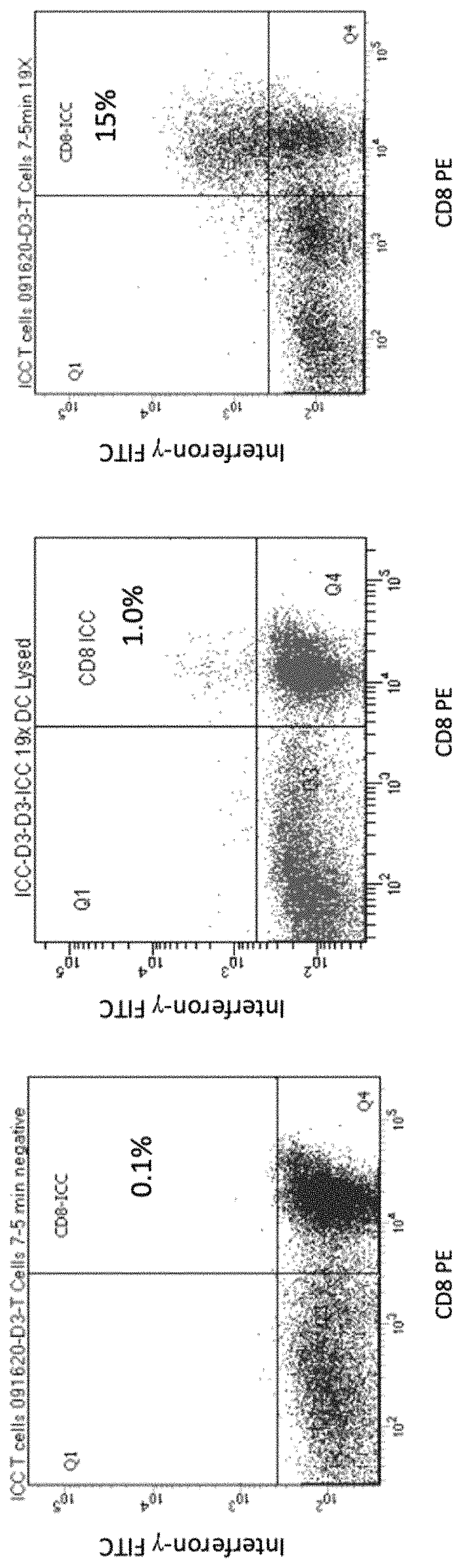 COVID-19 peptide specific T-cells and methods of treating and preventing COVID-19