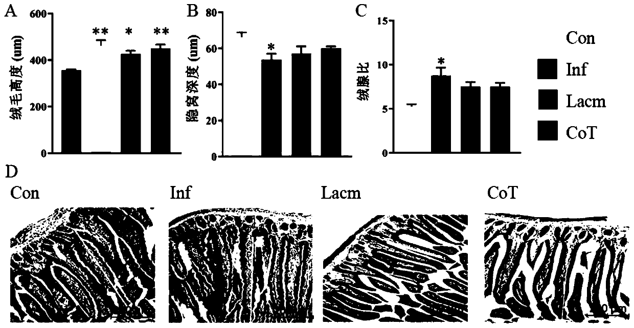 Application of lactobacillus reuteri from breast milk to regulation of maternal and infant immune functions