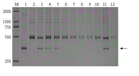 Molecular markers having haynaldia villosa 6VS chromosome specificity and use thereof