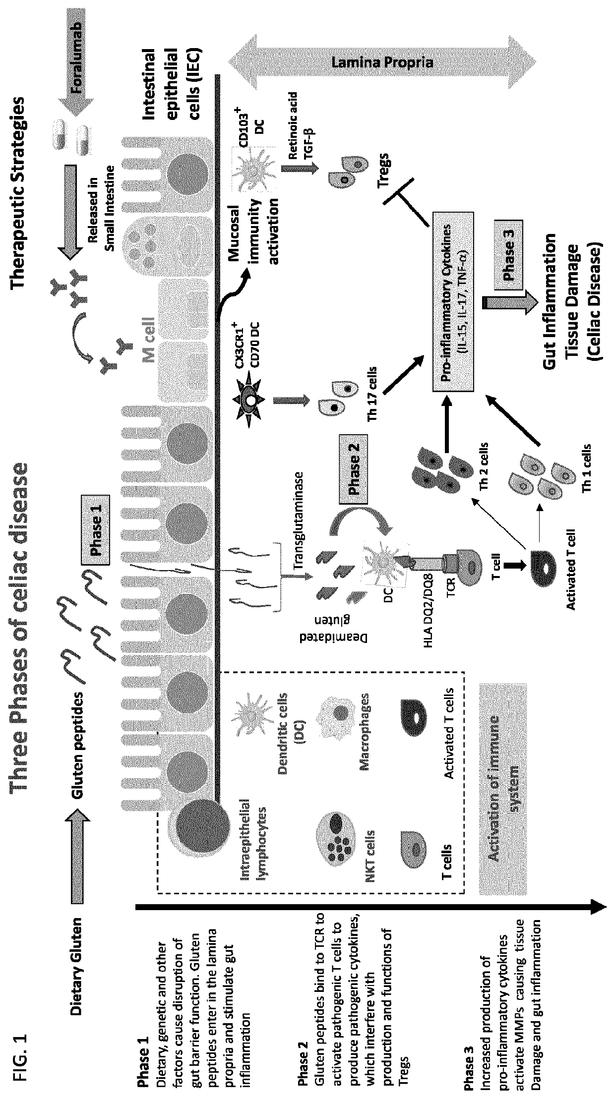Composition and methods of treating inflammatory and autoimmune diseases