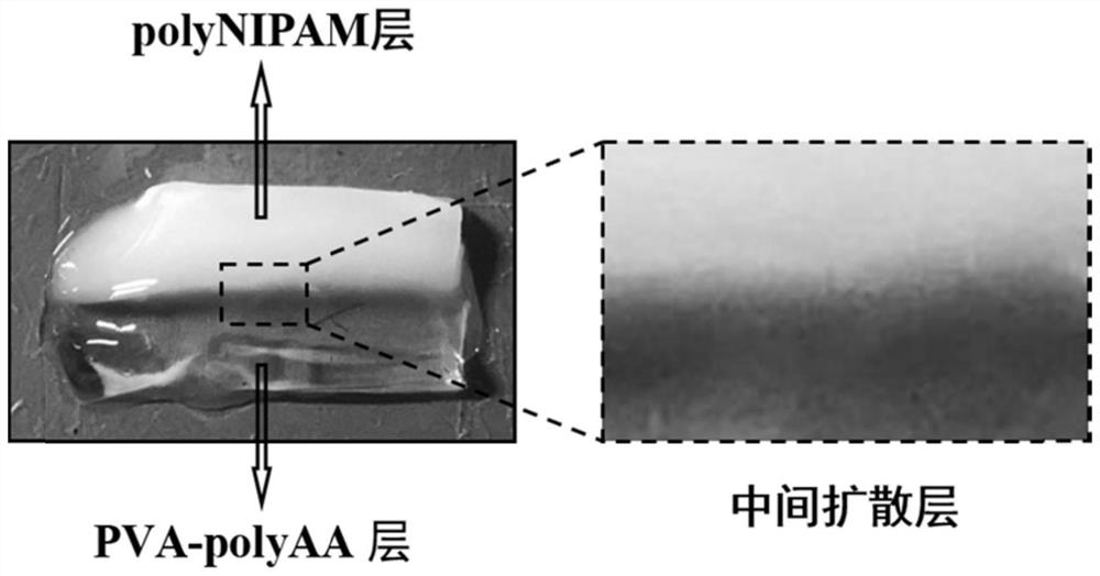 A method for preparing hydrogel with asymmetric structure in one step by using viscosity difference and its product and application