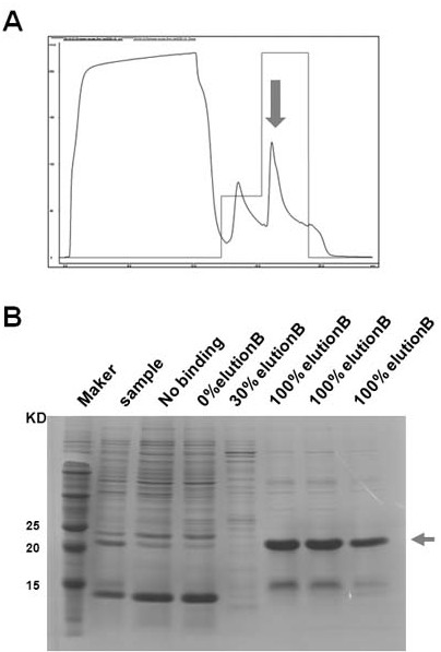 An antitumor protein peptide that inhibits Foxm1