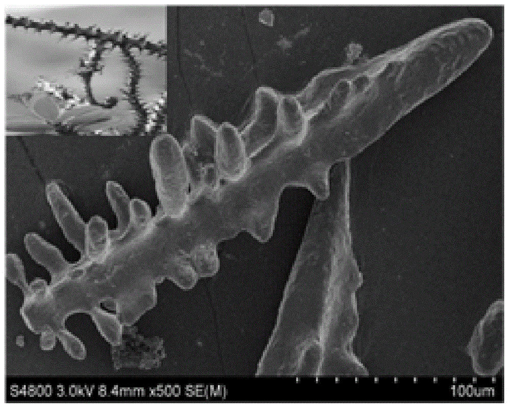 Preparation method of one-dimensional Euphorbia-milii-shaped WO3 microcrystal